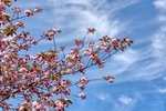樱花 春天 蓝天 粉色 树木