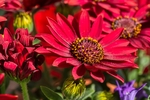 红色 花朵 非洲菊