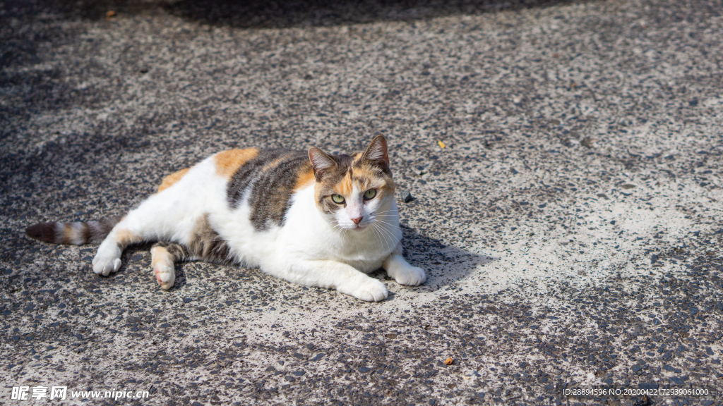 猫