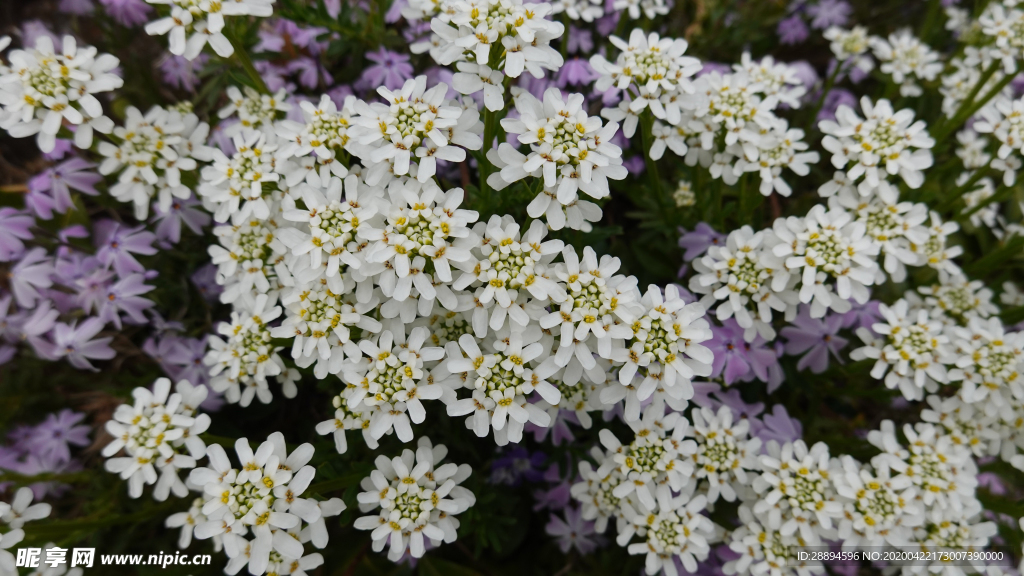 鲜花