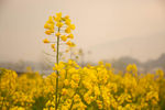 油菜花