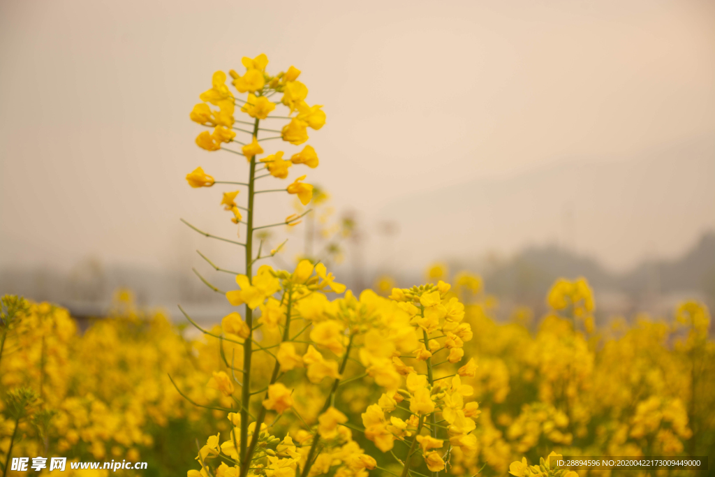 油菜花