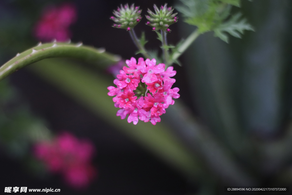 花