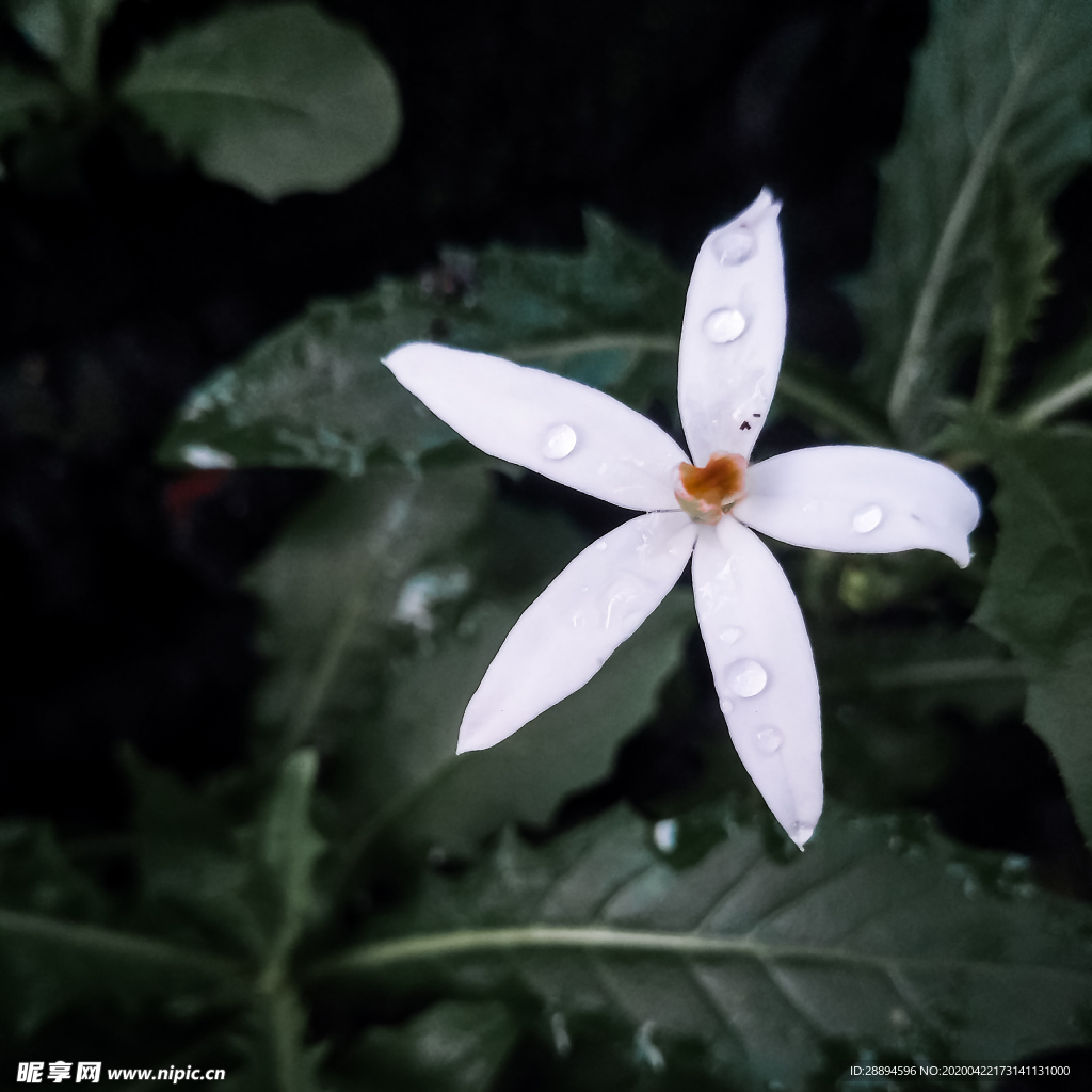 花