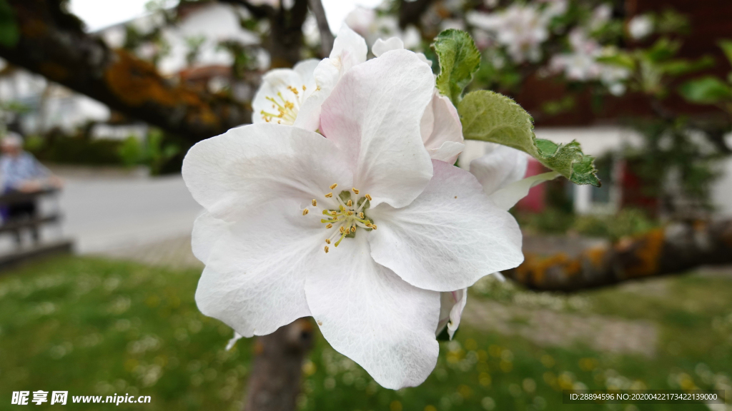 苹果树开花