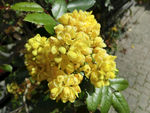 黄色鲜花