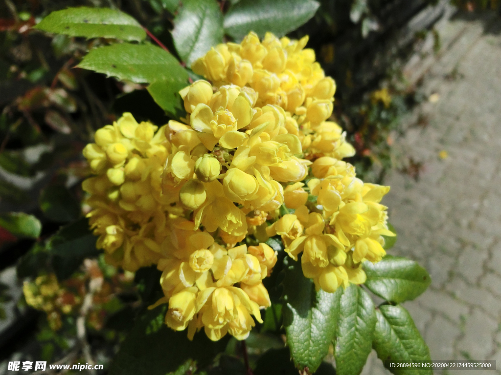 黄色鲜花