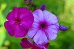 鲜花