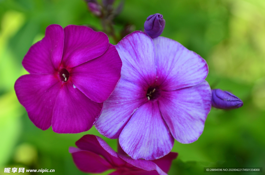 鲜花