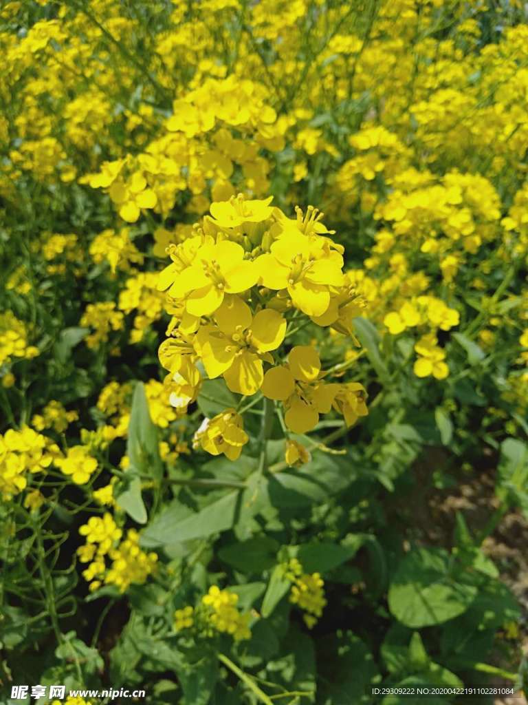 油菜花