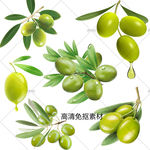 橄榄