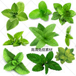 薄荷