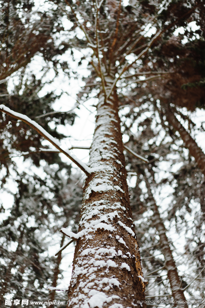 树梢挂雪