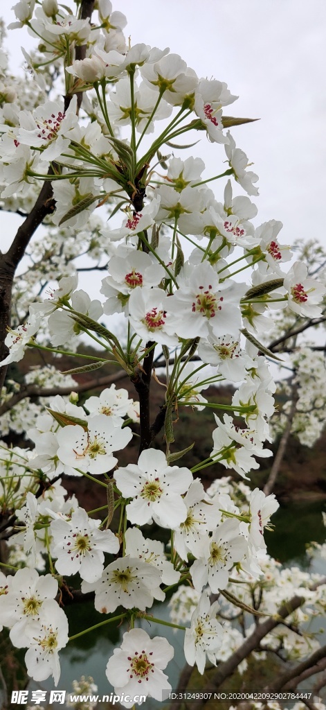 梨花