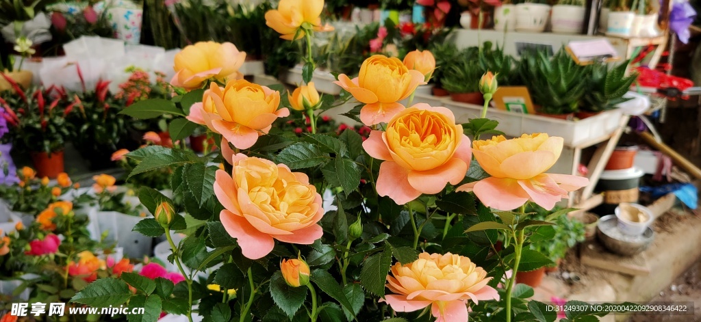 玫瑰花