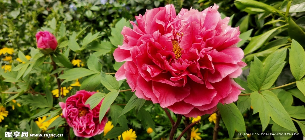 牡丹花