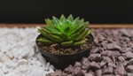 多肉 植物 观赏类