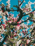 桃花开