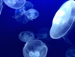 水母