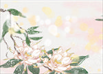 昙花