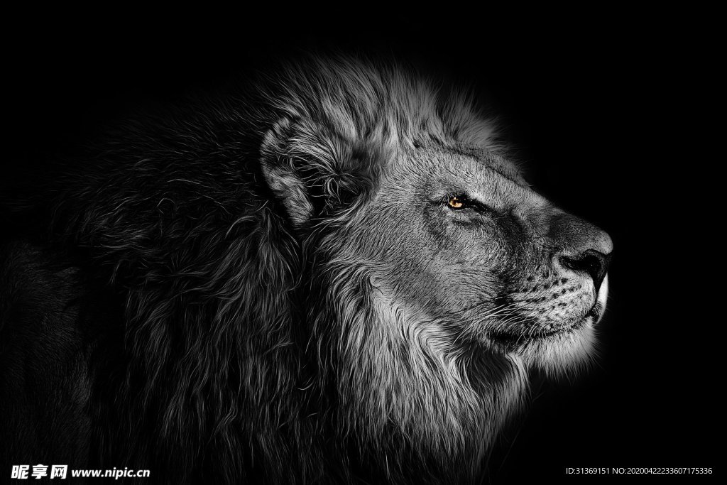 动物狮子