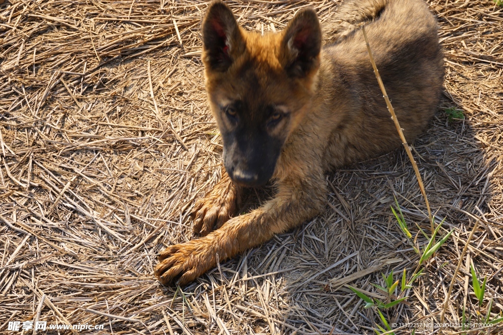 牧羊犬幼犬