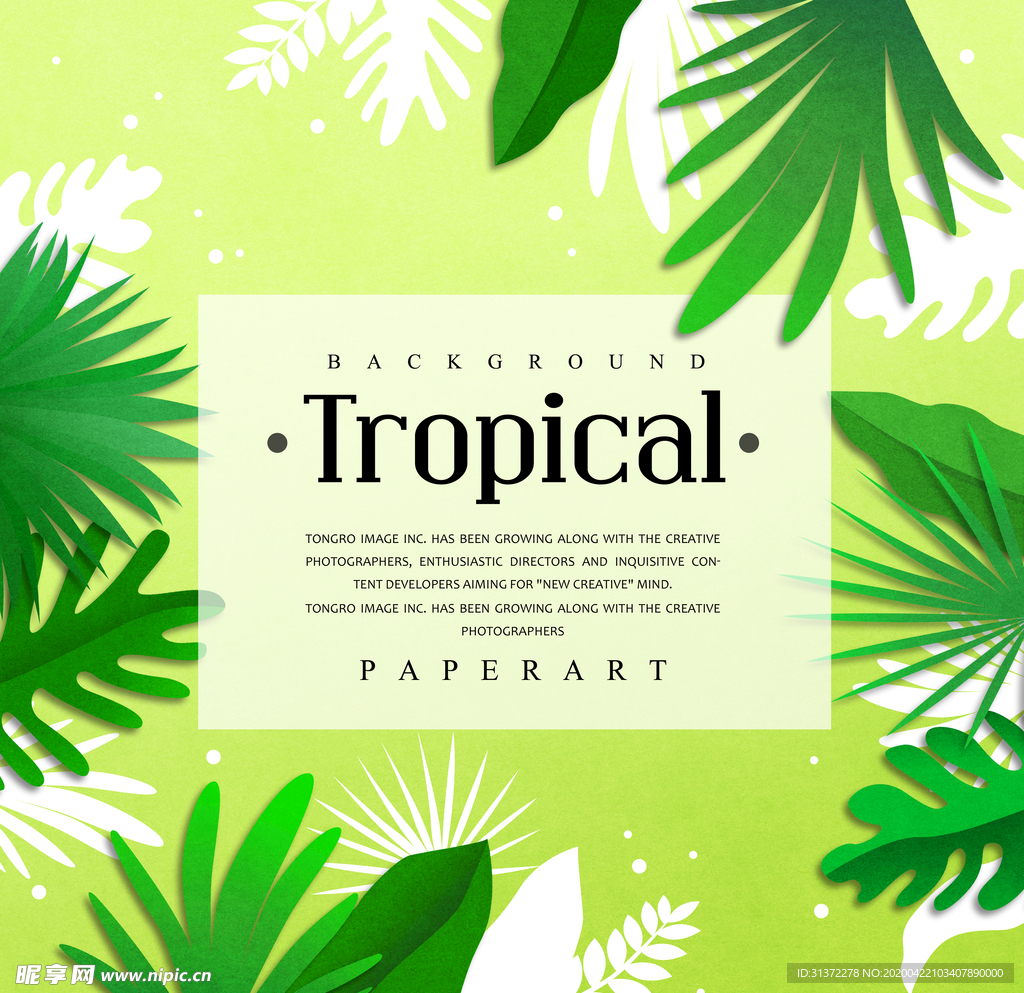 夏日热带植物背景图片