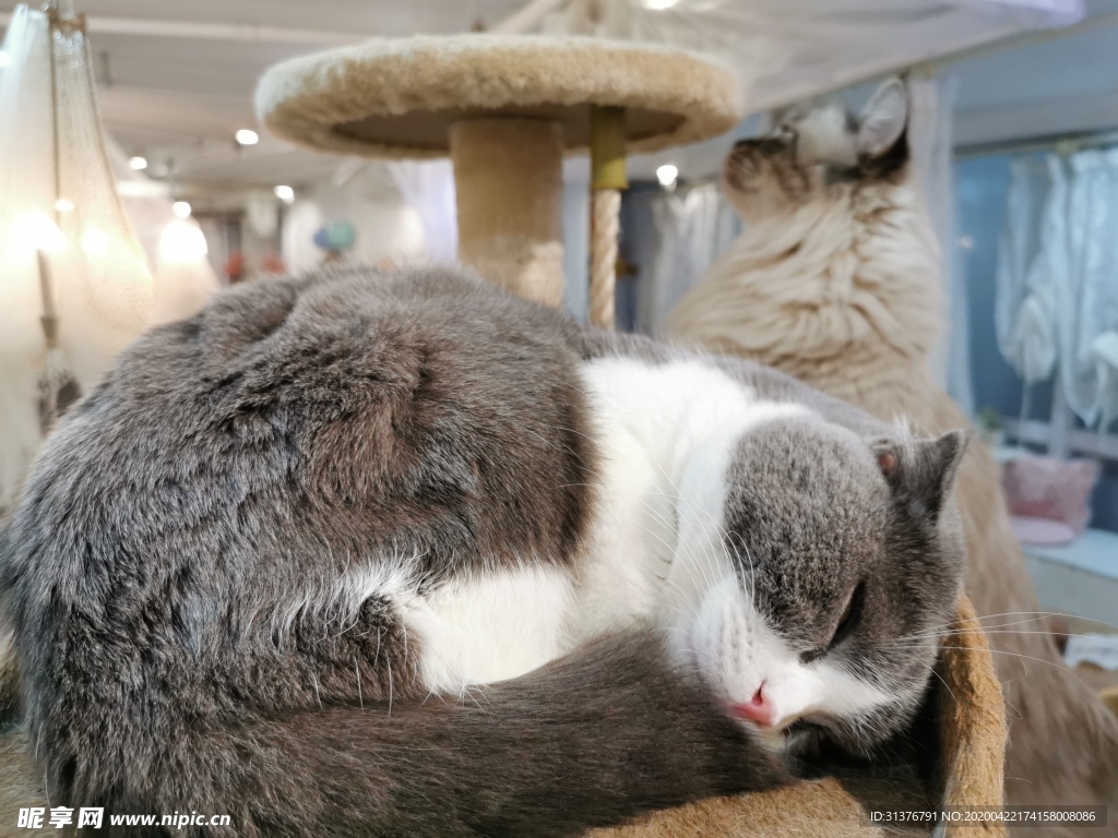 猫猫