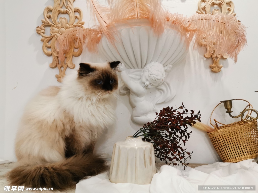 猫猫
