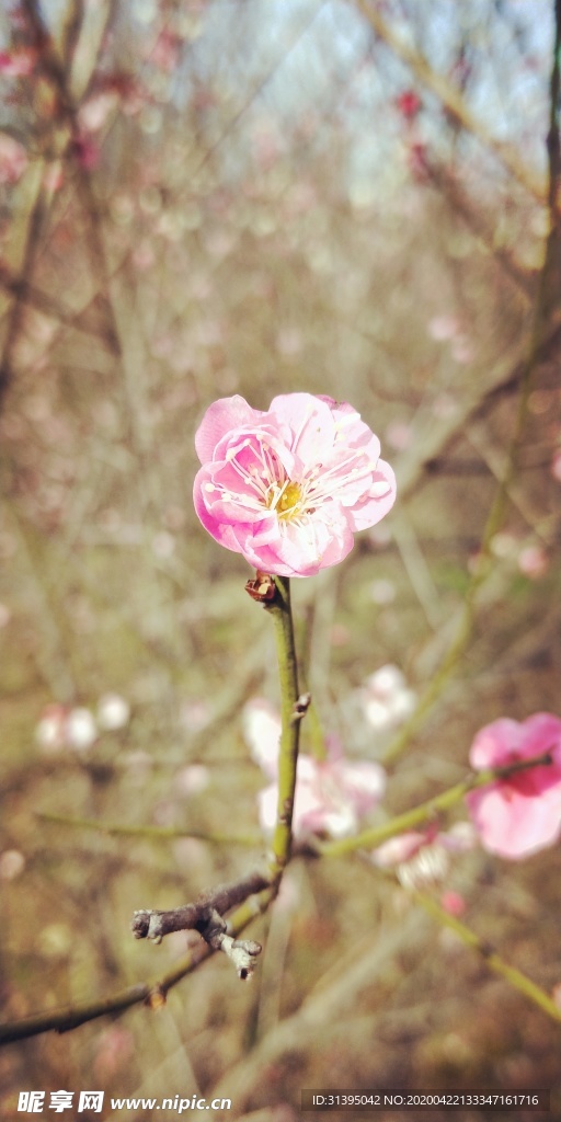 桃花