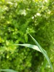 草