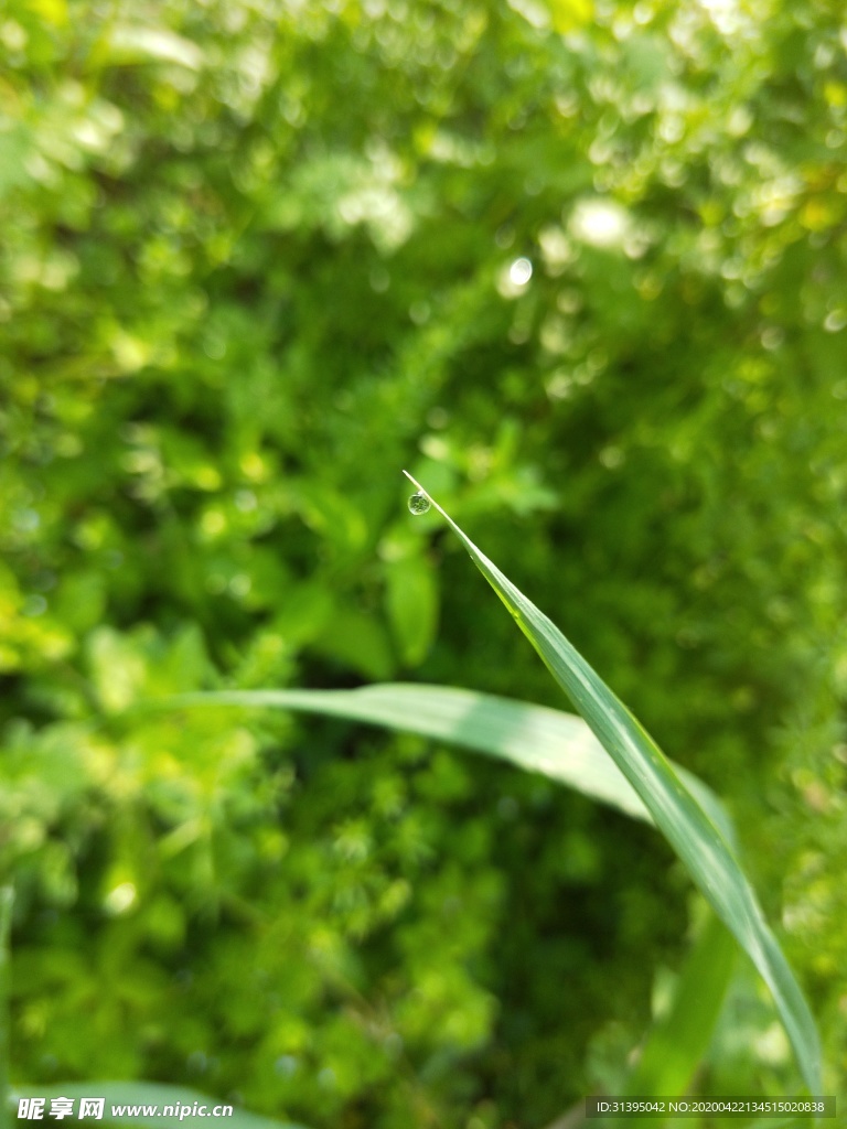 草