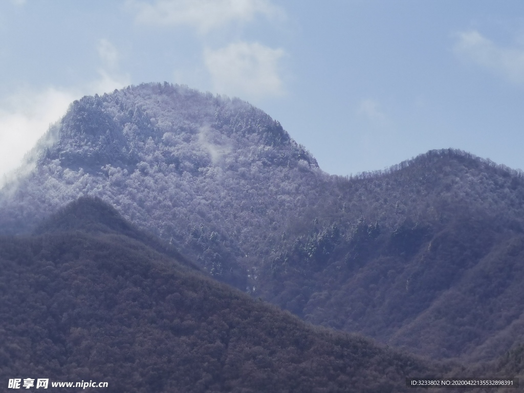 雪松