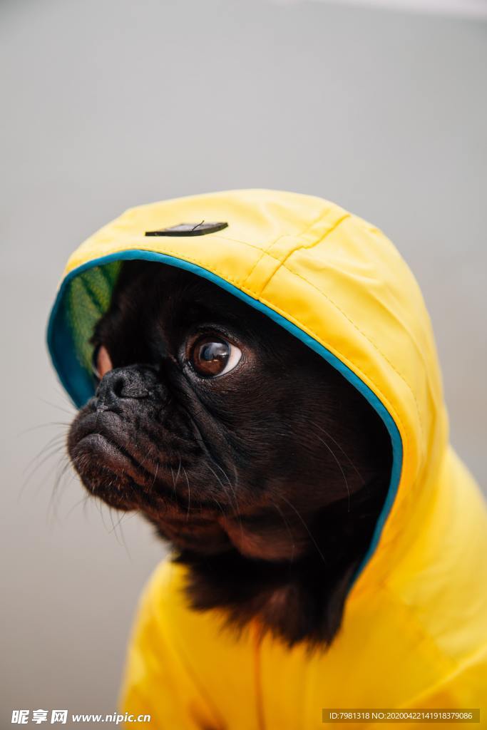 狗