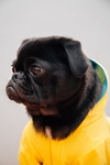 狗