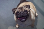 狗