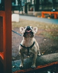 狗