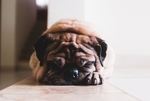 狗