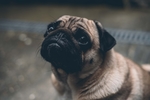 狗
