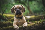 狗
