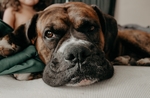 狗