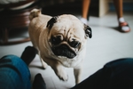 狗