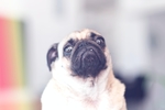 狗