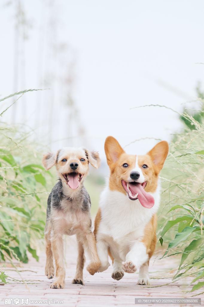狗