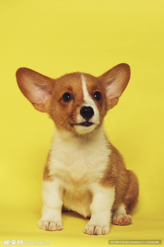狗