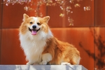 狗