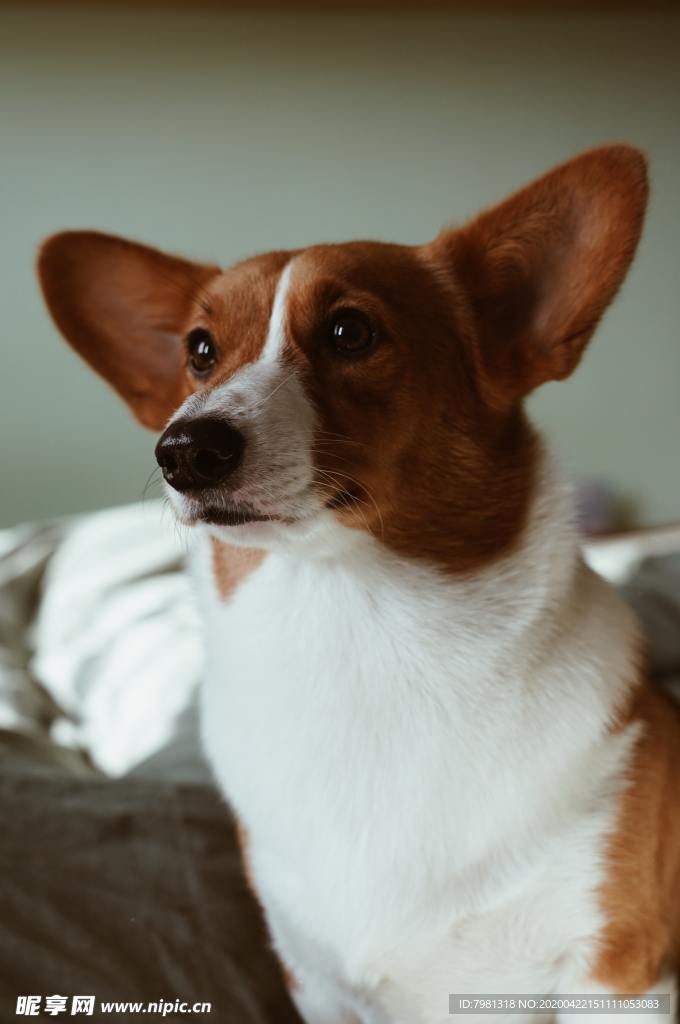 狗