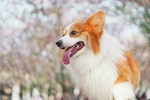 狗