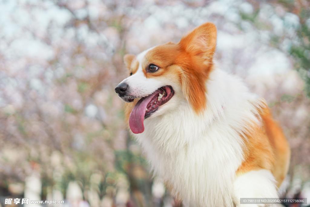 狗