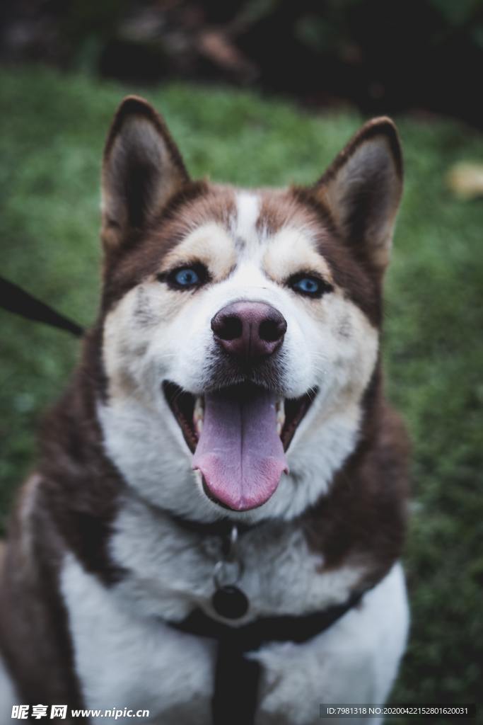 狗